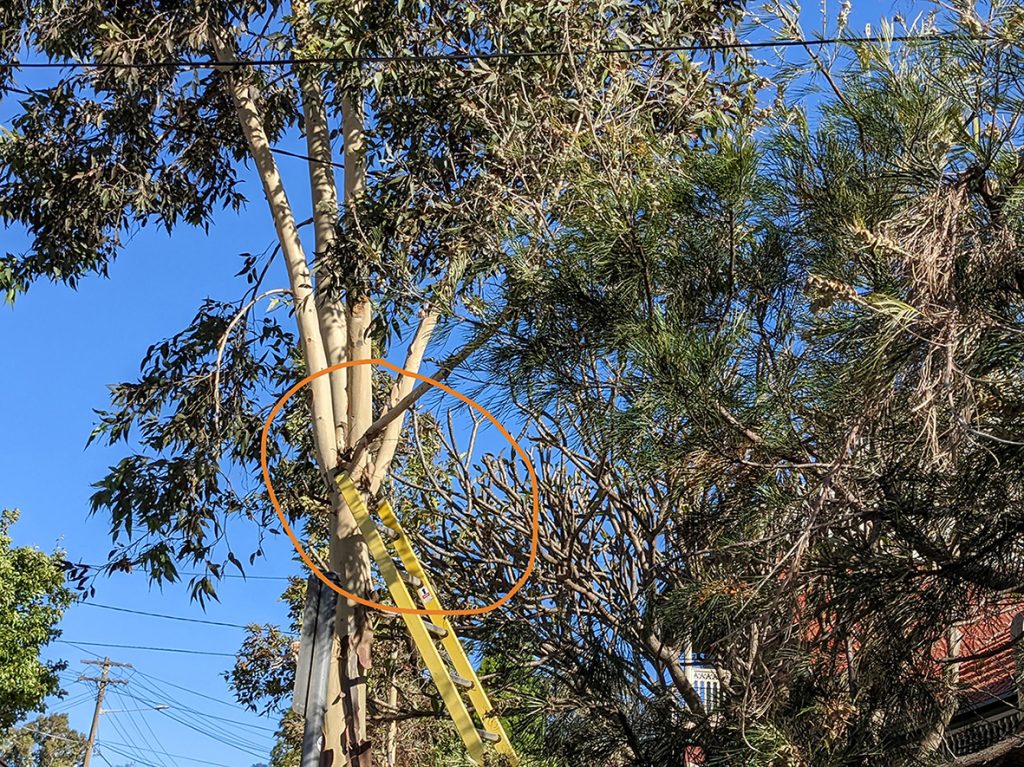 Sydney electricity read to cut branch damaged by skip bin truck delivery